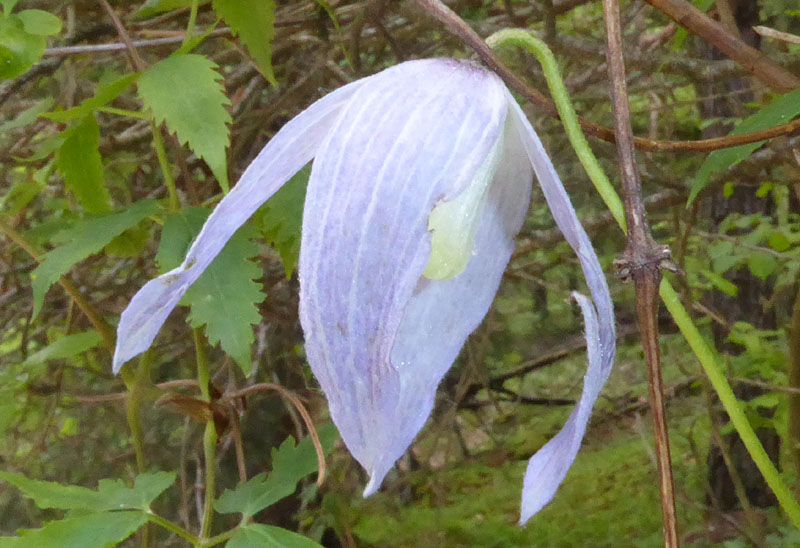 Clematis alpina - Ranunculaceae